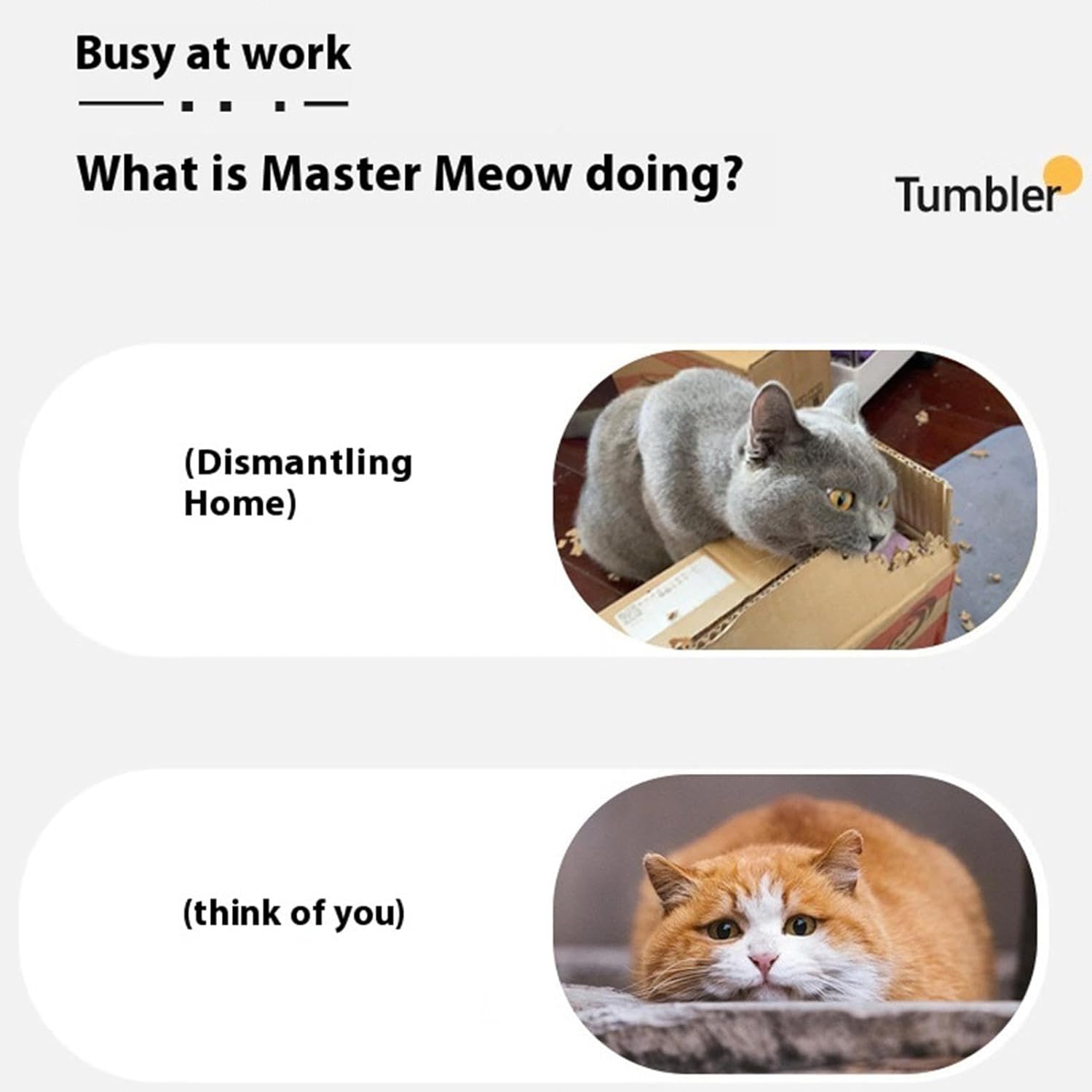 لعبة سمكة الحيوانات الأليفة من CAtyy بتصميم مختلط