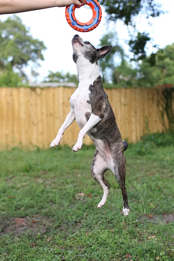 لعبة دوغيز المطاطية الحمراء على شكل مرساة للكلاب