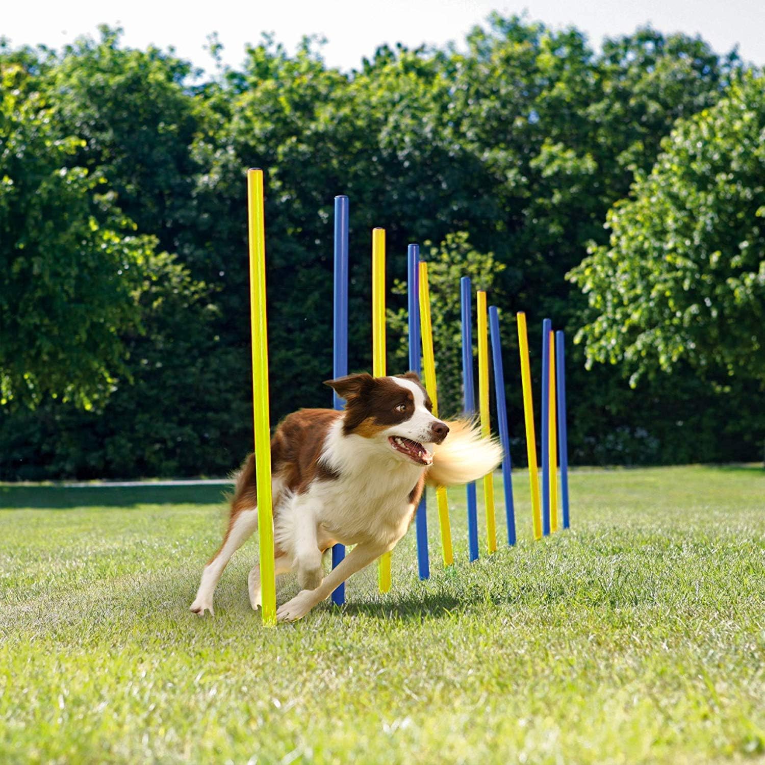 Zoofari Agility Hurdle 112 in 0.3 Cm 6 Pcs