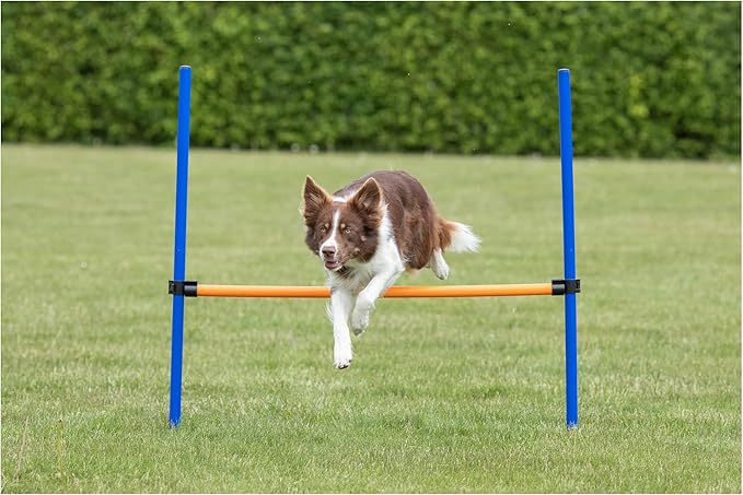 Zoofari Agility Hurdle 110 in 116 Cm 5 Pcs
