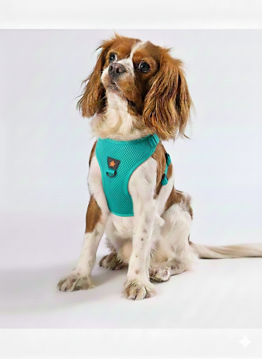 Pawstar 3XS Mint Green Air Mesh Dog Harness Neck 20-24cm And Waist 24 - 28 cm