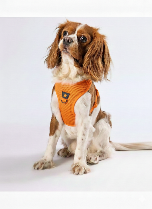 Pawstar Medium Orange Air Mesh Dog Harness Neck 32-34cm And Waist 44-48cm