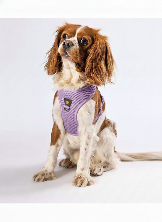 Pawstar Light Purple 3XS Air Mesh Dog Harness Neck 20-24cm And Waist 24-28cm