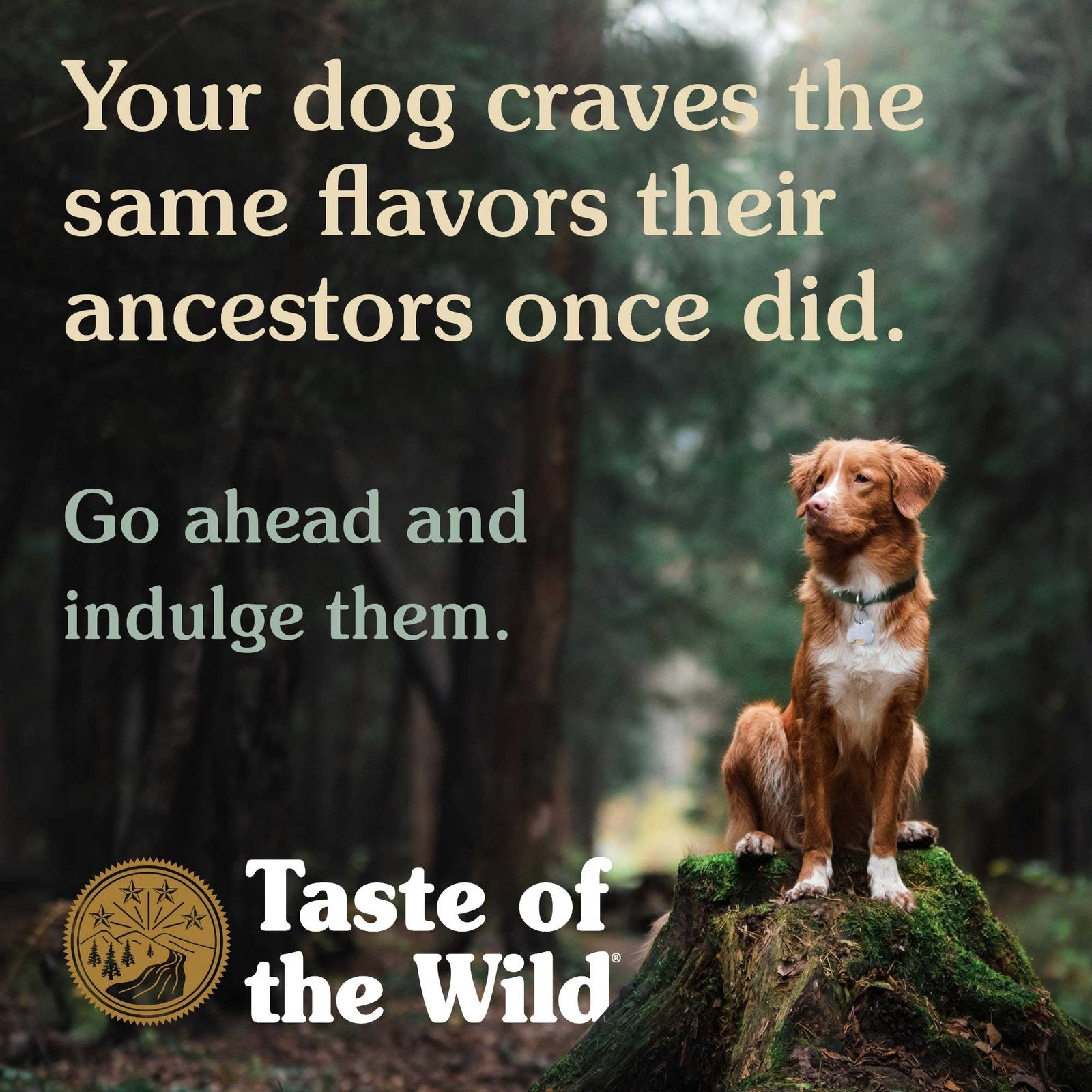 طعام الكلاب الجاف Taste of the Wild High Prairie مع لحم البيسون ولحم الغزال المشوي 2 كجم