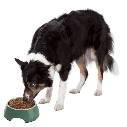 Zoofari Dog bowl cat bowl with stand one bowls
