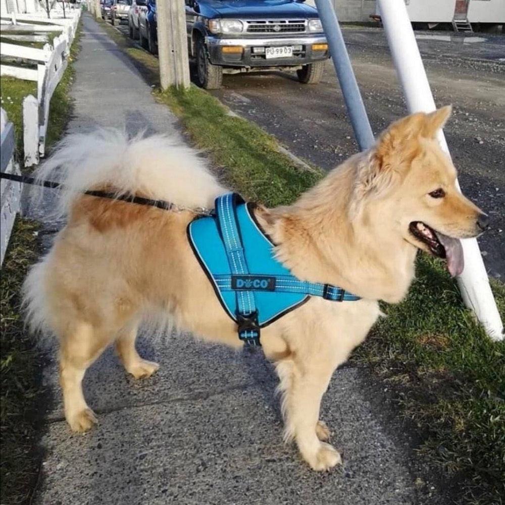 DOCO Vertex Power Medium Orange Reflective Dog Harness