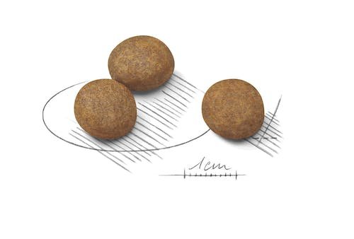 طعام جاف من رويال كانين للجراء من سلالة ماكسي حتى 15 شهرًا، 4 كجم