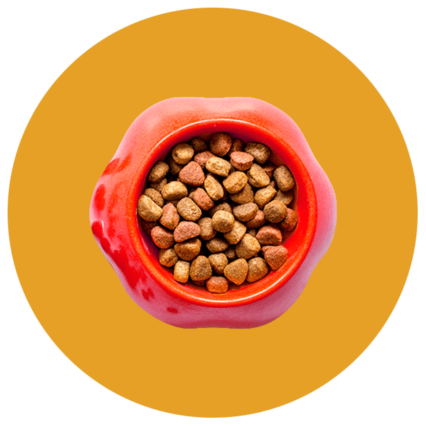 Cats Dry Food