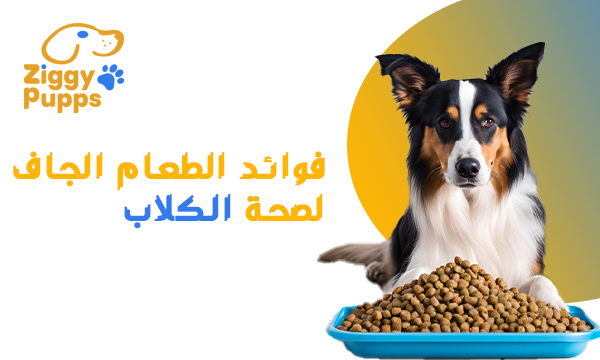 Health Benefits of Dry Dog Food