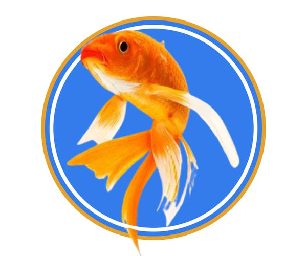 Fish – Ziggy Pupps
