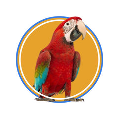 Collection image for: Birds