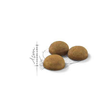 طعام رويال كانين هوم لايف الجاف للقطط البالغة ذات الشعر الطويل داخل المنزل 400 جرام