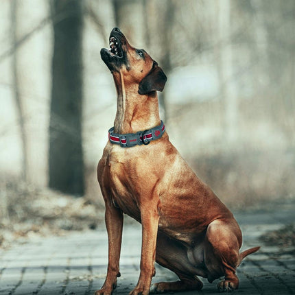 طوق كلب كبير من النايلون الأسود من دوكو مقاس 46 إلى 66 بوصة 2.5 سم