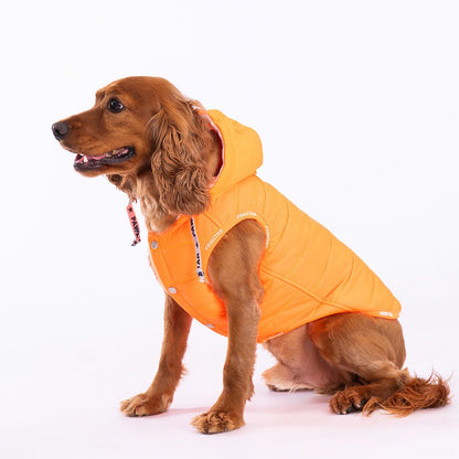 PAWSTAR yellow and purple Vest 4x large for dogs