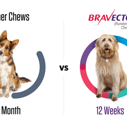 Bravecto Chewable Tablet Fluralaner For Dogs 4.5-10 Kg