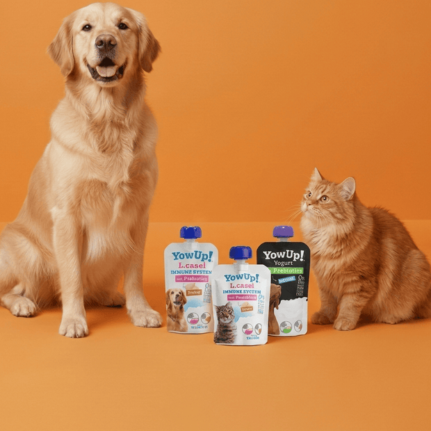 Dog and cat sitting next to YowUp! pet supplement bottles on an orange background