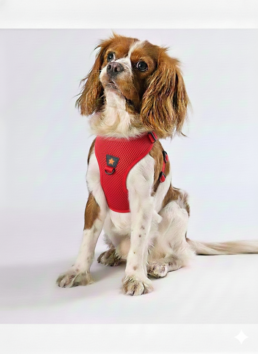 Pawstar Medium Red Air Mesh Dog Harness Neck 32-34cm And Waist 44-48cm