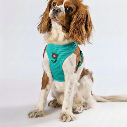 Pawstar Medium Turquoise Air Mesh Dog Harness Neck 32-34cm And Waist 44-48cm