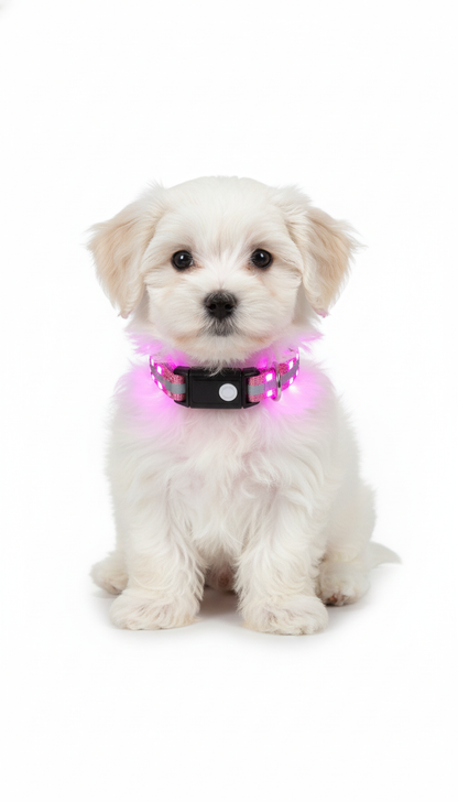 Romeo Dog collar with LED light and reflective strips, flashing mode or continuous light Size XS