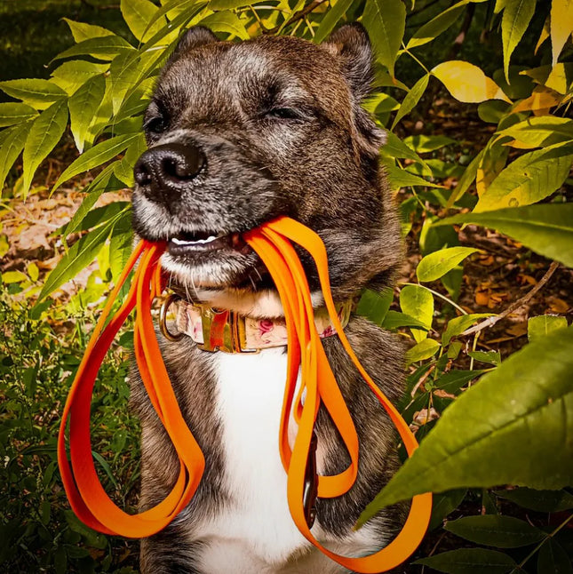 Wau Dog Large-2XL Orange Waterproof Dog Leash