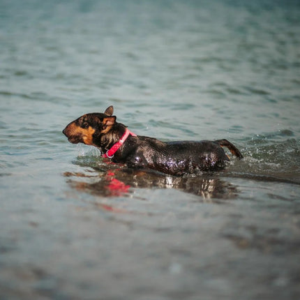 WauDog Large Orange Waterproof Collar with ID Tag and Metal Buckle 31 to 49 in 2.5cm