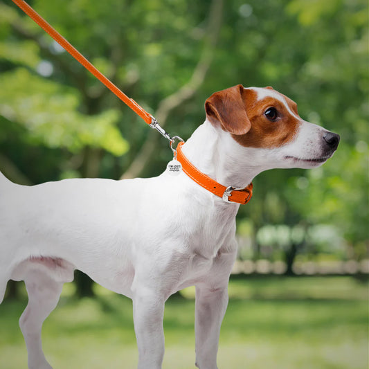 WAUDOG Glamour small to Large Orange Dog Leash 122 in 1.8 cm