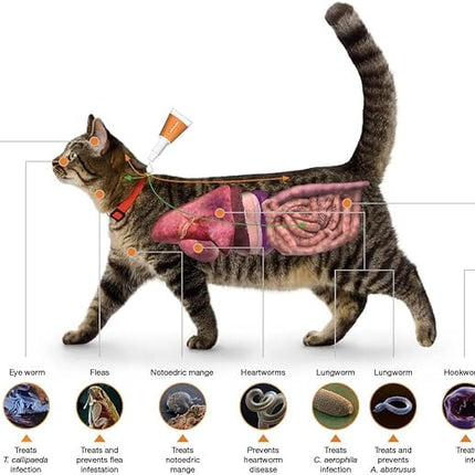 Advocate Cat Advocate Spot On Solution for Small Cats Up to 4kg 0.4 ml