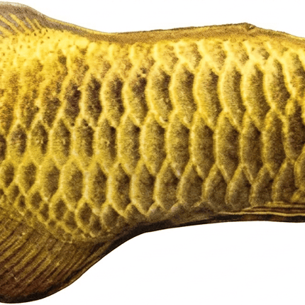 Cat Toy Cat Funny 3D Realistic Plush Fish Cat Toy with Catnip Gold Arowana 55 cm Size XL