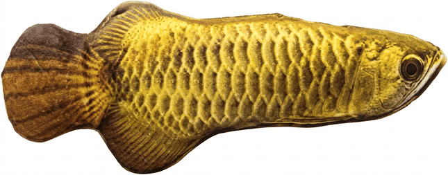 Cat Toy Cat Funny 3D Realistic Plush Fish Cat Toy with Catnip Gold Arowana 55 cm Size XL
