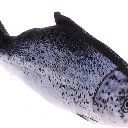 Cat Toy Cat Funny 3D Realistic Plush Fish Cat Toy with Catnip Trout 20cm Size S