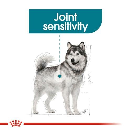 Royal Canin Joint Care Dry Food for Maxi Breed Adult Dogs10 kg