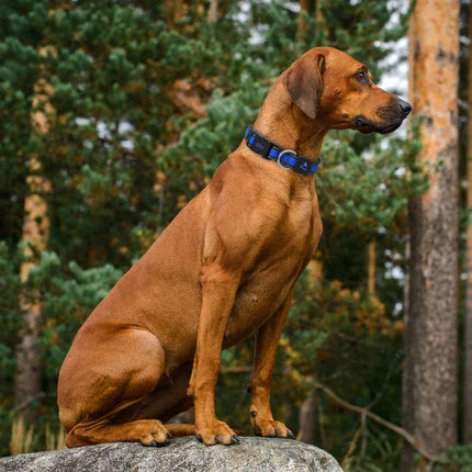 DOCO Dog DOCO® Athletica Breathable Mesh Reflective Dog Collar Blue L  3.2 × 42–61cm