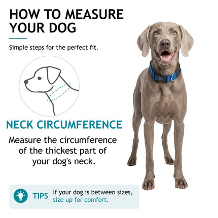 DOCO dog DOCO® Classic Adjustable Nylon Dog Collar Durable Heavy-Duty Soft Pet Collar Size M 2.0× 35 – 51 cm Lime