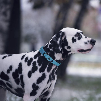 Doco Dog DOCO® Jelly Nylon small mint green Dog Collar 1.5 in 27 to 37 cm