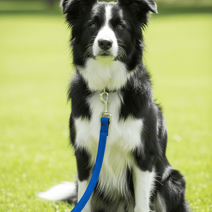 DOCO Dog Doco Medium to Large Dog Leash 150 in 2.5 cm