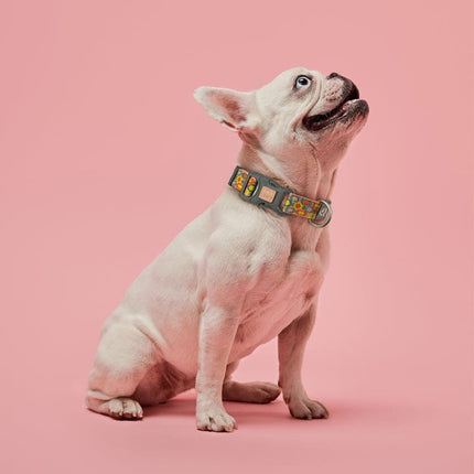 DOCO dog DOCO® Patterned Jacquard Dog Collar Heavy-Duty Designer Security Collar Size M 2.5× 34 – 51 cm
