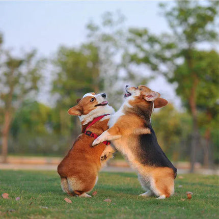 DOCO Dog DOCO® Signature Step-In Dog Harness Size S 1.5 x 45 - 63