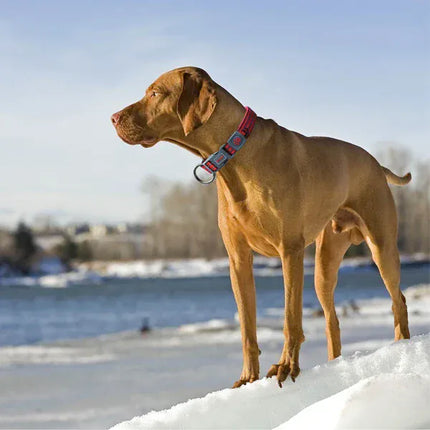 DOCO Dog Doco Vario O-Ring Nylon Dog Collar with Reflective Stitching Small 44 to 39 in 1.5 cm