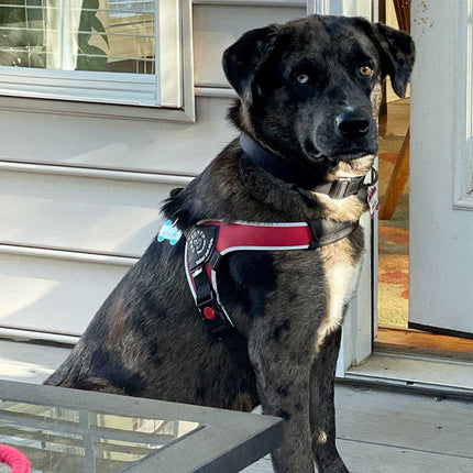 TREPONTI Harness XXLarge for Dog 40 to 60 kg