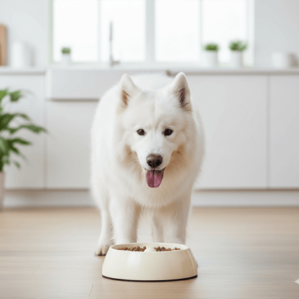 Go slow Dog Go slow dogit anti swallowing pet bowl 600 ml white