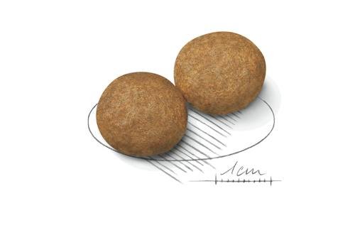 طعام رويال كانين الجاف للكلاب البالغة من السلالة المتوسطة من عمر 12 شهرًا فأكثر، 4 كجم