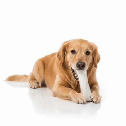 Nunbell Dog Nunbell Premium Silicone Dog Chew Toy Bone Shape