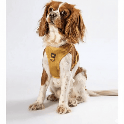 Pawstar Dog PAWSTAR Air Mesh Harness Gold XL