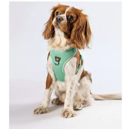 Pawstar Dog PAWSTAR Air-Mesh Harness Mint XL