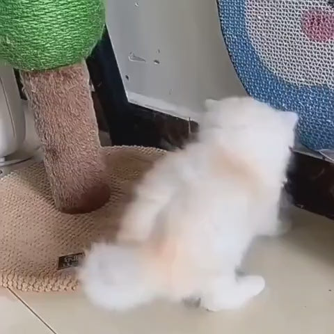 لعبة سمكة الحيوانات الأليفة من CAtyy بتصميم مختلط 