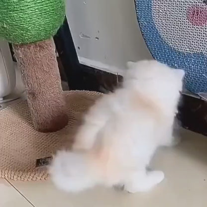 لعبة سمكة الحيوانات الأليفة من CAtyy بتصميم مختلط 