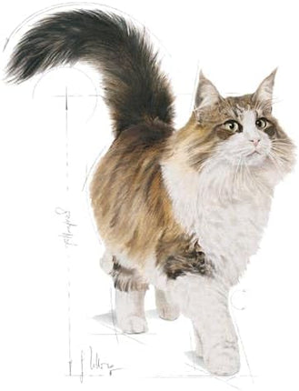 Royal Canin Cat Royal Canin INSTINCTIVE+7 In Gravy 85 gm