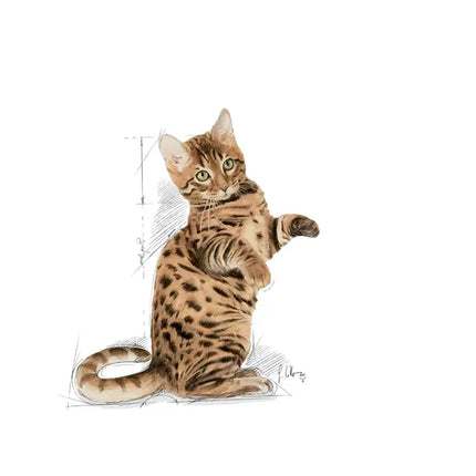 Royal Canin Cat Royal Canin Wet Food in Gravy for Sterilized Adult Cats 85 gr