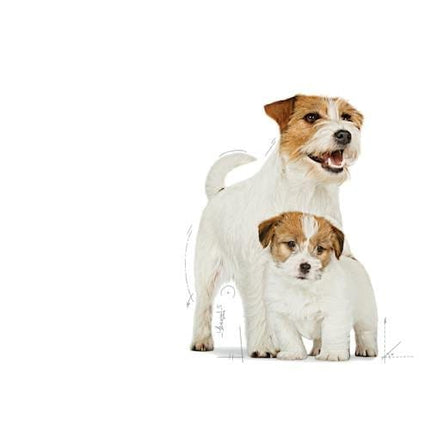 Royal Canin Dog Royal Canin Starter Dry Food for Mini Breed Mother and Baby Dogs 1 kg