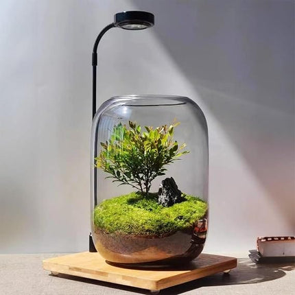 SEBO Fish Glass Plant Terrarium Vase Size 22x14